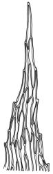 Pohlia ochii, leaf apex. Drawn from A.J. Fife 6813, CHR 405619.
 Image: R.C. Wagstaff © Landcare Research 2020 CC BY 4.0